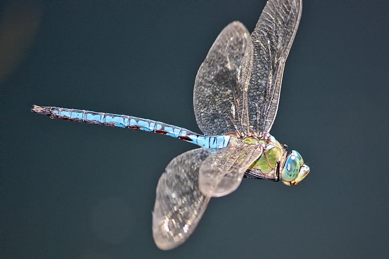 Male A. imperator in flight